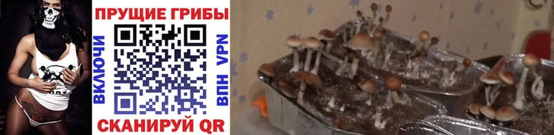 Галлюциногенные грибы Psilocybe  Купить закладки  Красноярск 